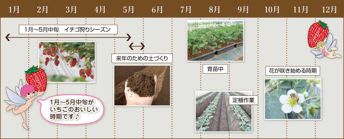 カレンダー 公式 いちご狩り 深作農園 茨城県のイチゴ狩り 水戸 つくば 関東