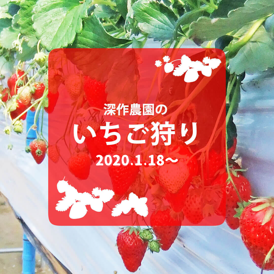 Hd限定 イチゴ狩り 関東 食べ放題 無制限 500 トップ画像 Hd Hd限定 イチゴ狩り 関東 食べ放題 無制限 500 トップ画像 Hd