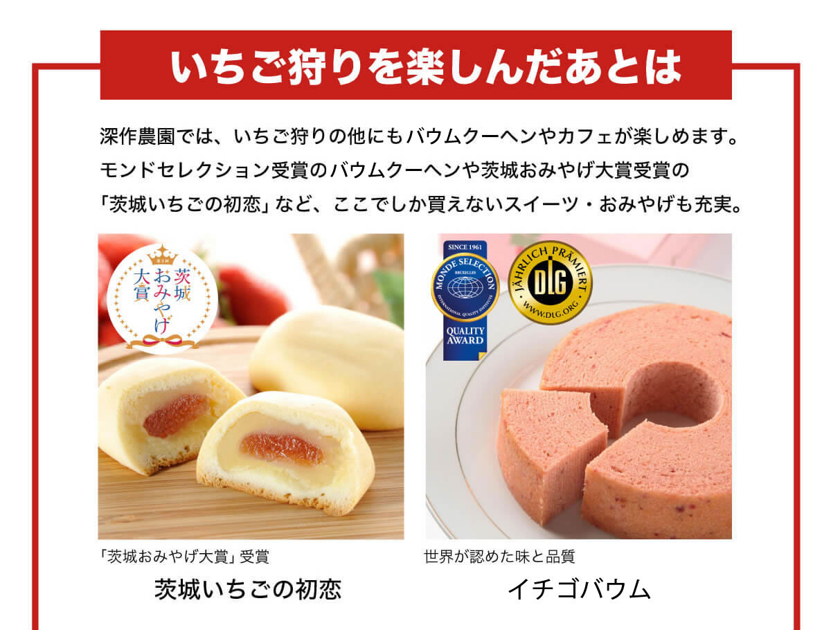深作農園のいちご狩り 公式 いちご狩り 深作農園 茨城県のイチゴ狩り 水戸 つくば 関東 深作農園のいちご狩り 公式 いちご狩り 深作農園 茨城県のイチゴ狩り 水戸 つくば 関東