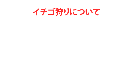 深作農園のいちご狩り