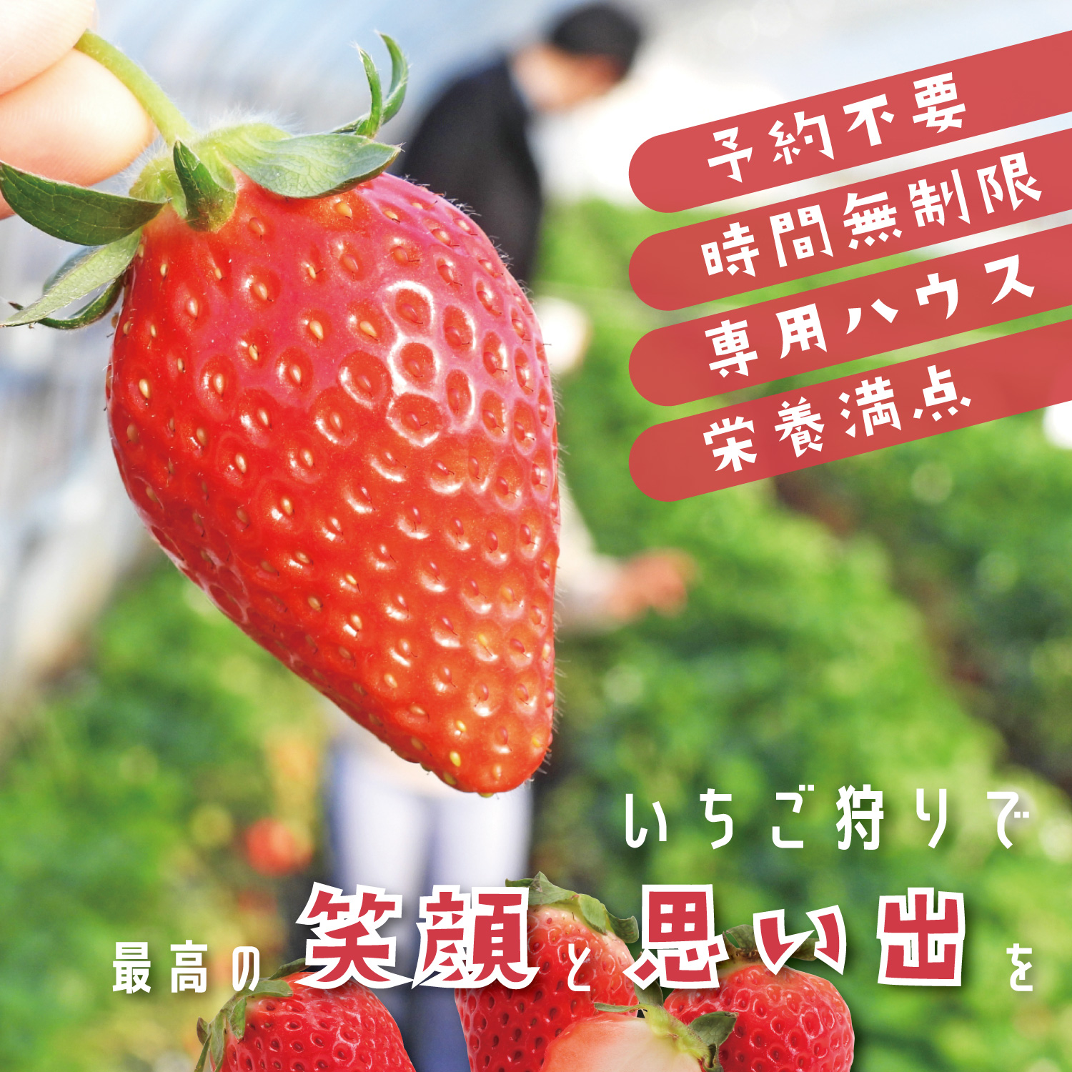 深作農園のいちご狩り-いちご狩り・いちご直販は深作農園｜茨城県鉾田