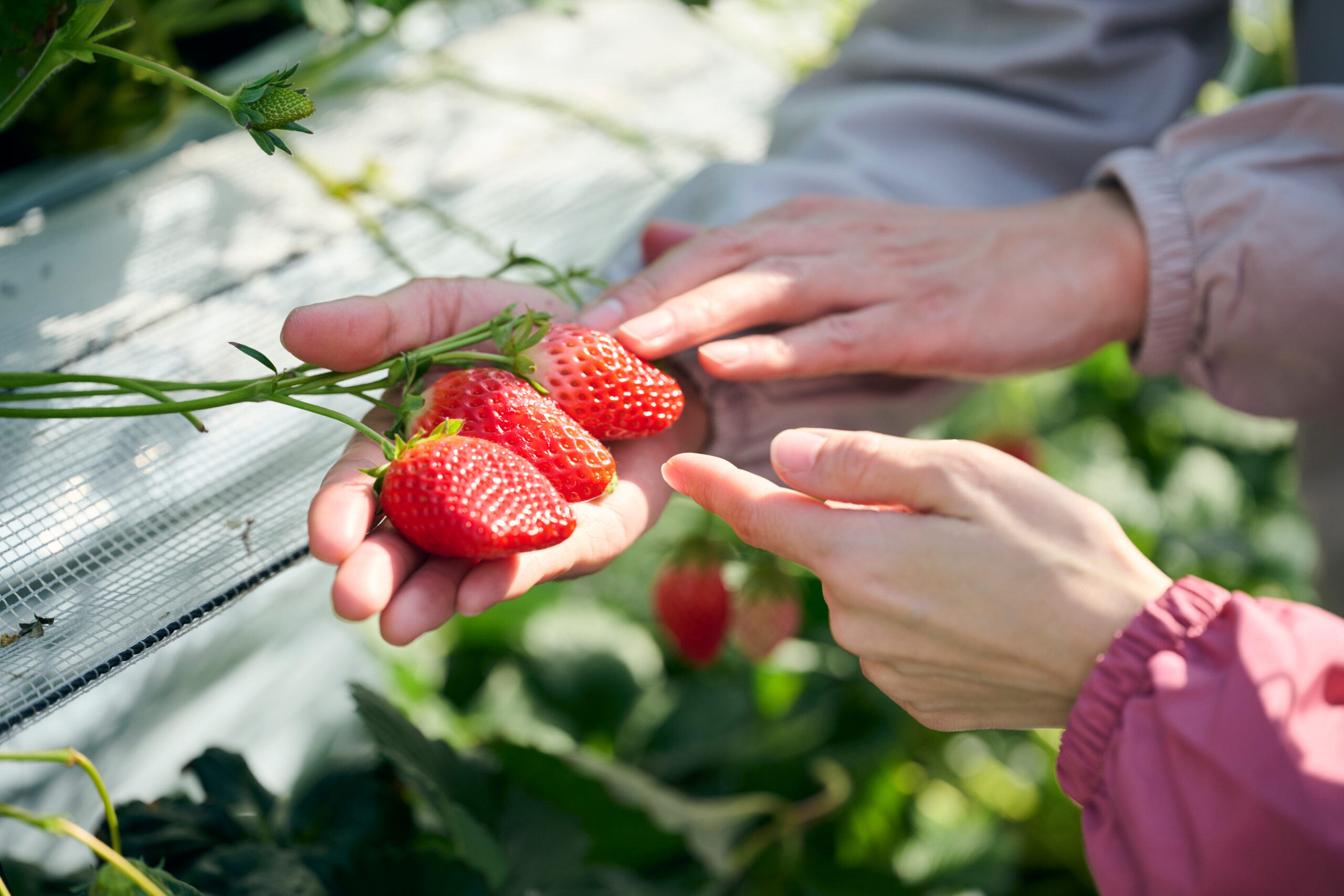 いちご狩り禁止事項・注意事項-いちご狩り・いちご直販は深作農園