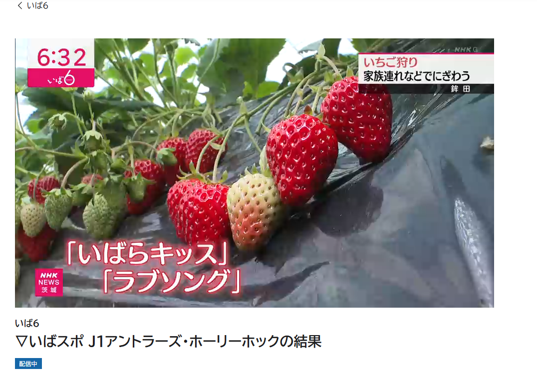 深作農園のいちご狩りがNHK「いば6」に登場-いちご狩り・いちご直販は
