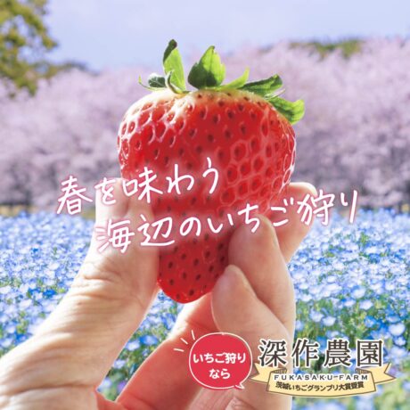 雨が降ってもGWまで毎日開催中-いちご狩り・いちご直販は深作農園
